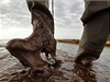 Ropná katastrofa v Mexickém zálivu